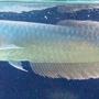 freshwater fish - osteoglossum bicirrhosum - silver arowana stocking in 60 gallons tank - 9" silver arowana 8/09