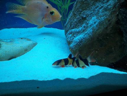 freshwater fish - botia macracantha - clown loach stocking in 60 gallons tank - playing time