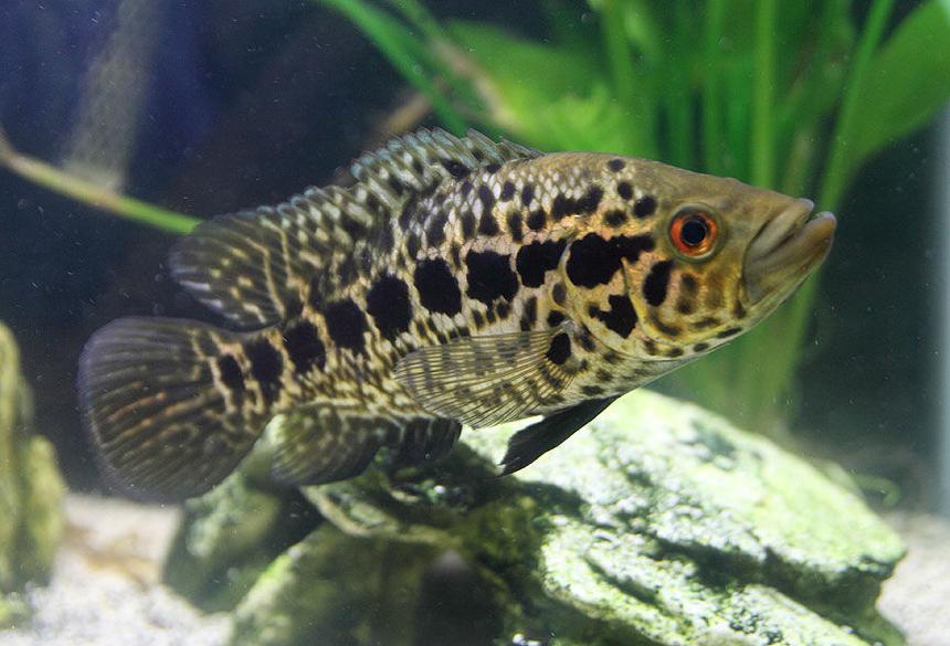 Rated #26: Freshwater Fish - Parachromis Managuensis - Jaguar Cichlid Stocking In 45 Gallons Tank - Jaguar Cichlid almost 7 inches long now