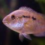 freshwater fish - nandopsis octofasciatum - jack dempsey stocking in 45 gallons tank - Jack Dempsey