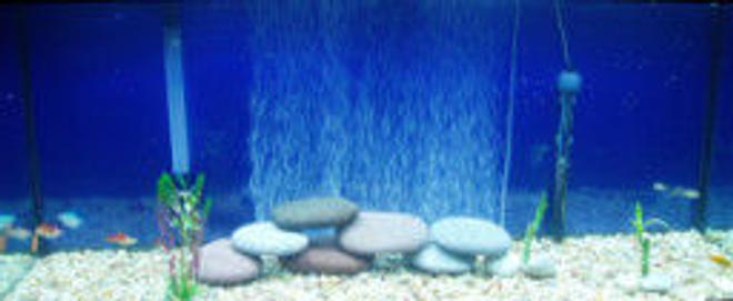 freshwater fish - xiphophorus helleri - koi swordtail stocking in 75 gallons tank - 75 gallon fish tank that includes, 5 rasboras, 3 pineapple sword, 2 guppies, 1 gold gourami, 1 black molly, 2 chocolate mollies, 1 pleco, 1 albino catfish, 1 gold mystery snail, and 1 black mystery.