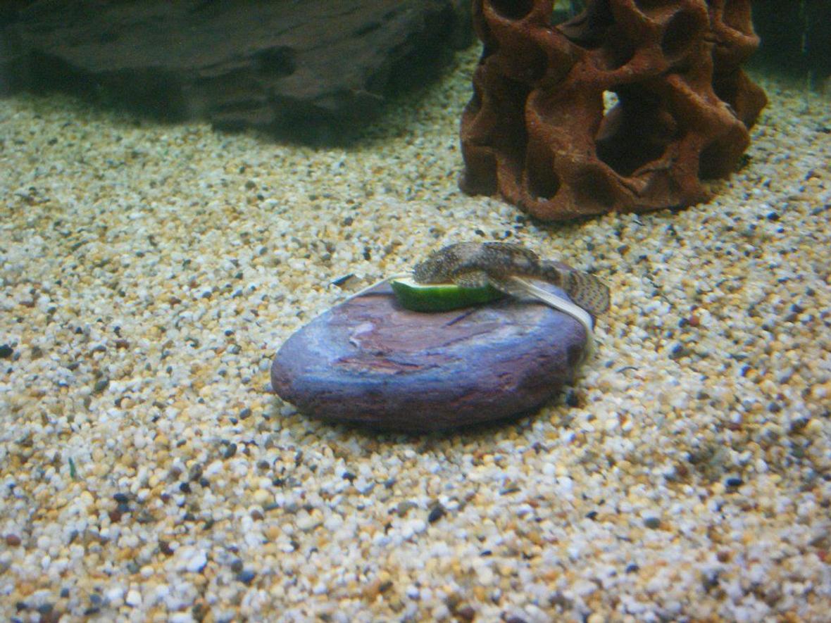 freshwater fish - ancistrus sp. - bushy nose pleco l-144 stocking in 66 gallons tank - bristlenose cat fish eating