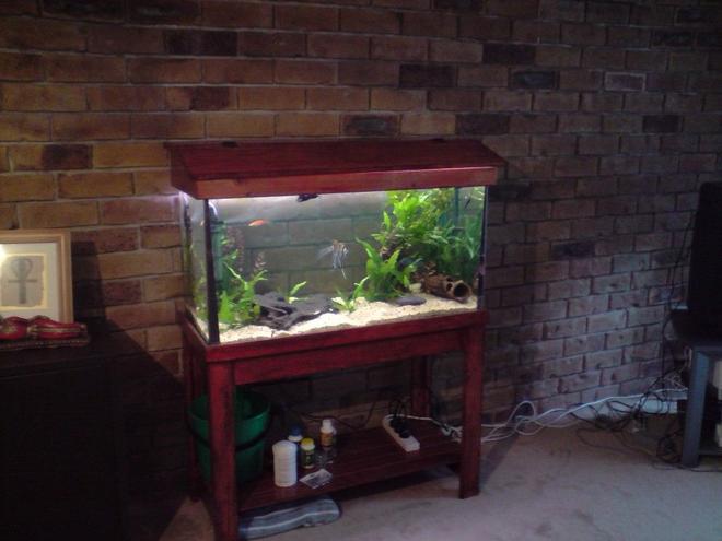 66 gallons planted tank (mostly live plants and fish) - community planted tank
2angels
3swordtails
2bristlenose catfish
1 male beta fighting fish