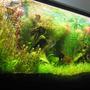 140 gallons planted tank (mostly live plants and fish) - 140 gallons