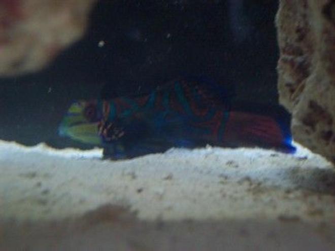 saltwater fish - pterosynchiropus splendidus var. - red mandarin stocking in 55 gallons tank - Mandarin Dragonette