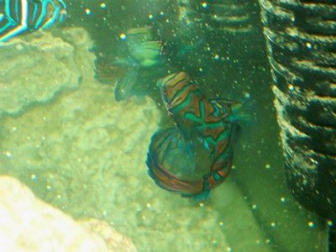 saltwater fish - pterosynchiropus splendidus var. - red mandarin stocking in 55 gallons tank - Mandarin checking himself out