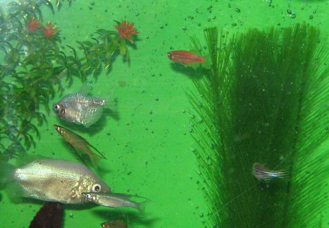 freshwater fish - helostoma temmincki - kissing gourami stocking in 40 gallons tank - Gourami