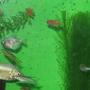 freshwater fish - helostoma temmincki - kissing gourami stocking in 40 gallons tank - Gourami