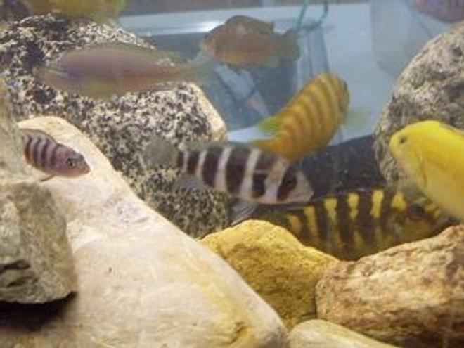 freshwater fish - cyphotilapia frontosa - frontosa cichlid stocking in 55 gallons tank - random pic