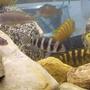 freshwater fish - cyphotilapia frontosa - frontosa cichlid stocking in 55 gallons tank - random pic