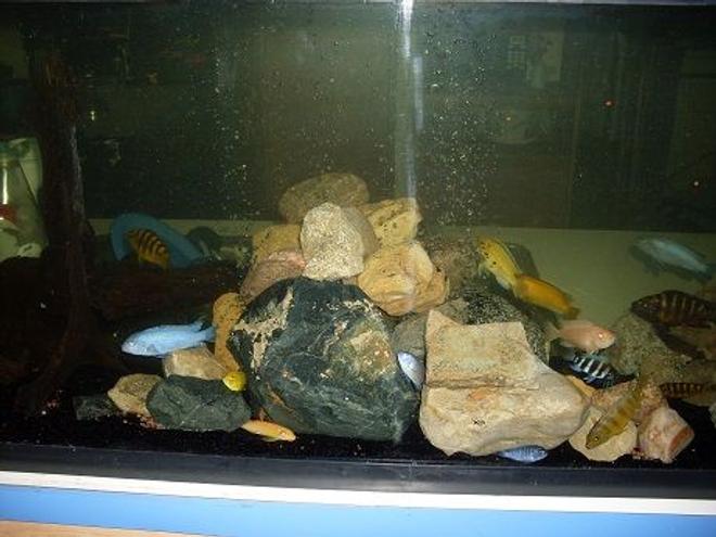 freshwater fish - maylandia callainos - blue cobalt cichlid stocking in 55 gallons tank - random