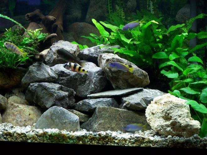 freshwater fish - astatotilapia latifasciata - zebra obliquidens stocking in 75 gallons tank - 75 gallon Malawi Rift Lake tank with low light life plants. There are: Zebra Obliquidens, PS Acei, Yellow labs, pearlmutt labs, Rusty cichlids, Bristlenose pleco and Synodontis multipunctatus.