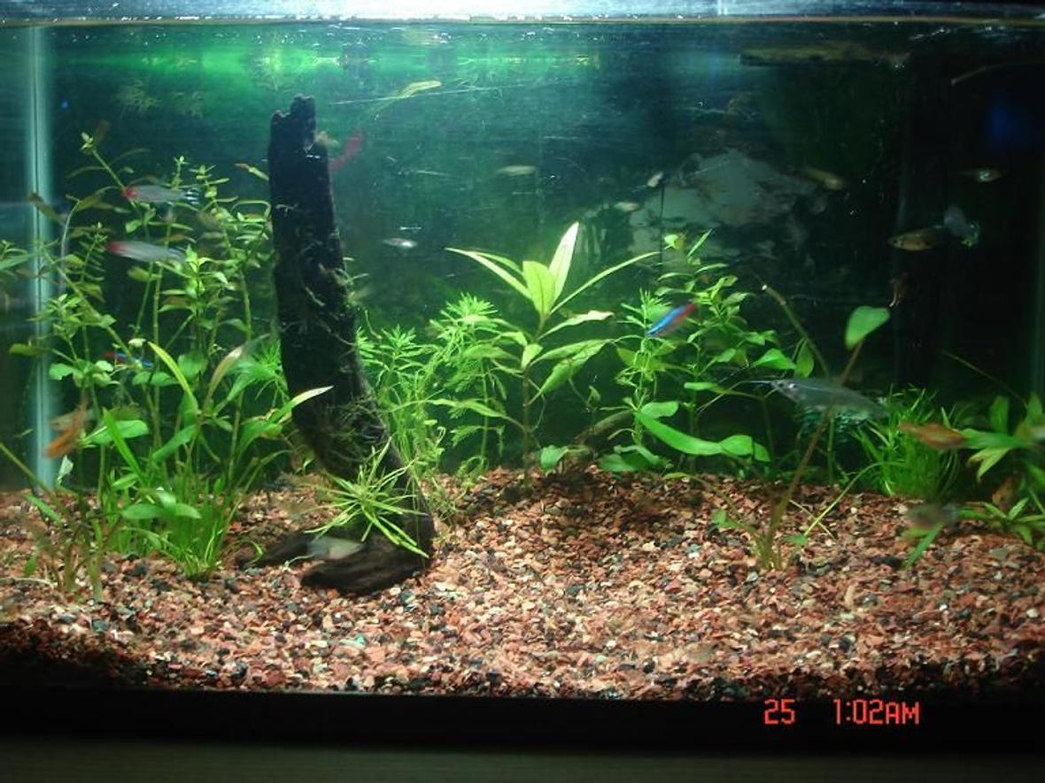 10 gallons planted tank (mostly live plants and fish) - My first planted tank. Ludwiga and other assorted plants. Fish kept are Neon Tetra, Rummy Nose Tetra, Fancy Guppy, and Ghost Catfish. The substrate used is Seachem Flourite.