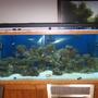 220 gallons saltwater fish tank (mostly fish, little/no live coral) - 220g