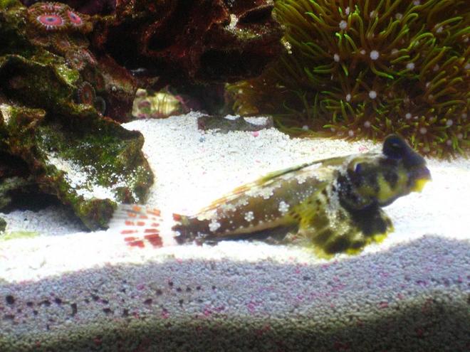 saltwater fish - synchiropus ocellatus - scooter blenny stocking in 220 gallons tank - Scooter Blenny