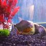freshwater fish - piaractus brachypomum - red belly pacu stocking in 125 gallons tank - Red Belly Pacu