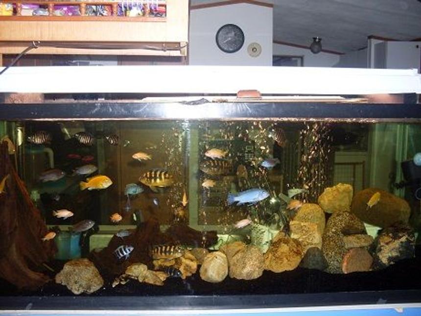 Rated #2015: 55 Gallons Freshwater Fish Tank - 55gal