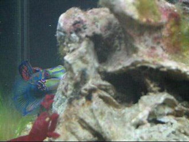 saltwater fish - pterosynchiropus splendidus var. - red mandarin stocking in 55 gallons tank - mandarin dragonet "FLY" peeping around the rock