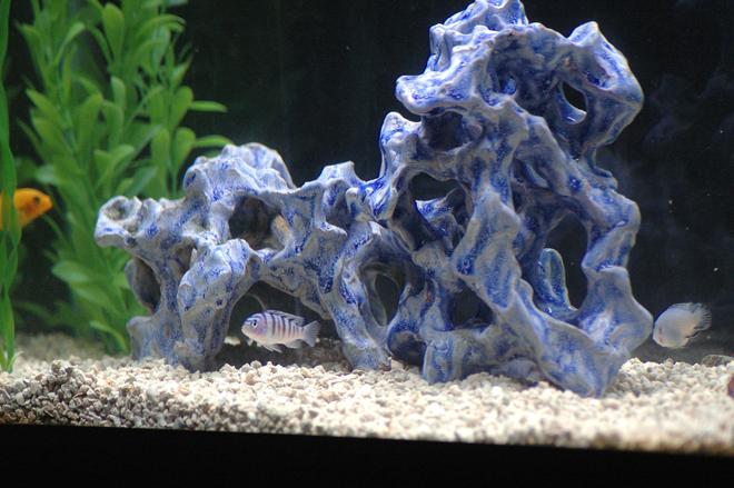 freshwater fish - metriaclima lombardoi - kenyi cichlid stocking in 55 gallons tank - More of Tom's Aquatic Ceramics