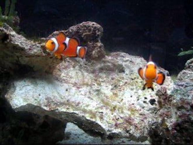 saltwater fish - amphiprion percula - true percula clownfish stocking in 55 gallons tank - romancing the stone