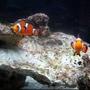 saltwater fish - amphiprion percula - true percula clownfish stocking in 55 gallons tank - romancing the stone