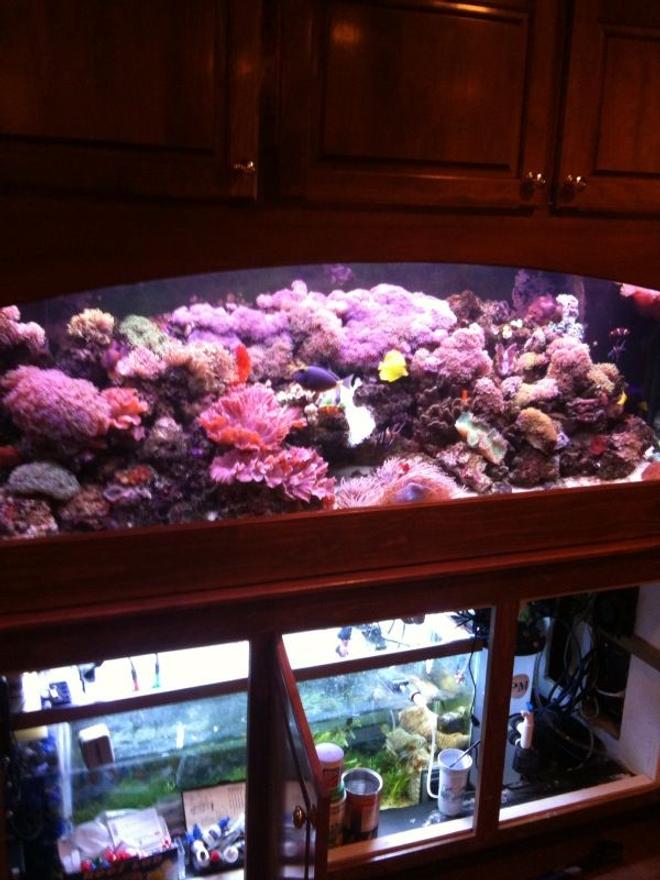 300 gallons reef tank (mostly live coral and fish) - far away picture you can see the sump and some of the reactors below