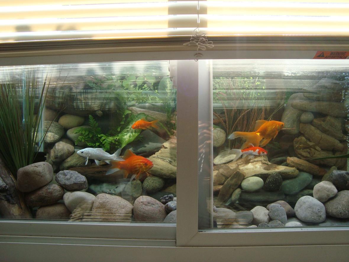 30 gallons freshwater fish tank (mostly fish and non-living decorations) - Gold fish tank viewable in the window if the blinds are pulled up.The background is made with real river rocks arranged behind the tank.The gravel is collected from river.The plants are real plants placed behind the aquarium.