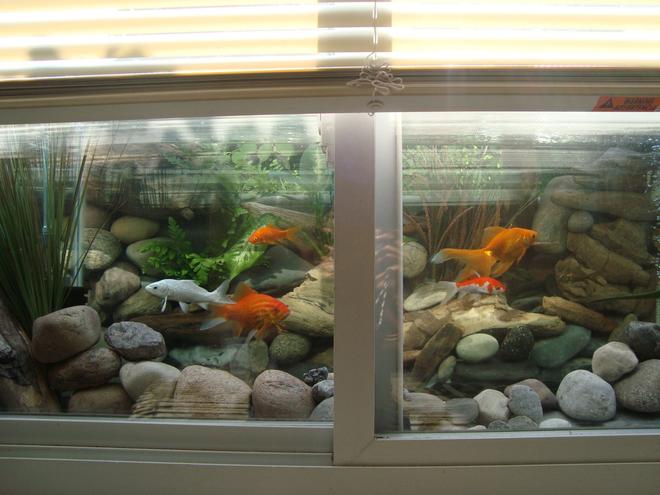 30 gallons freshwater fish tank (mostly fish and non-living decorations) - Gold fish tank viewable in the window if the blinds are pulled up.The background is made with real river rocks arranged behind the tank.The gravel is collected from river.The plants are real plants placed behind the aquarium.