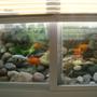 30 gallons freshwater fish tank (mostly fish and non-living decorations) - Gold fish tank viewable in the window if the blinds are pulled up.The background is made with real river rocks arranged behind the tank.The gravel is collected from river.The plants are real plants placed behind the aquarium.