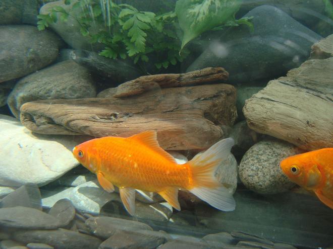 freshwater fish - carassius auratus - goldfish stocking in 30 gallons tank - Fish