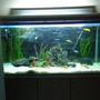 66 gallons freshwater fish tank (mostly fish and non-living decorations) - another updated shot of my cichlid tank
