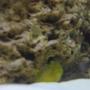saltwater fish - cryptocentrus cinctus - yellow watchman goby stocking in 14 gallons tank - my yellow watchman goby