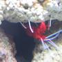 corals inverts - lysmata debelius - blood red fire shrimp stocking in 14 gallons tank - blood red fire shrimp