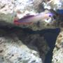 saltwater fish - nemateleotris decora - firefish, purple stocking in 14 gallons tank - purple firefish