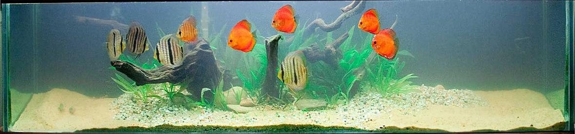 125 gallons planted tank (mostly live plants and fish) - 125 Gallon Planted Discus Tank - Sorry it is a bit cloudy... I finished adding more sand right before the photo was taken