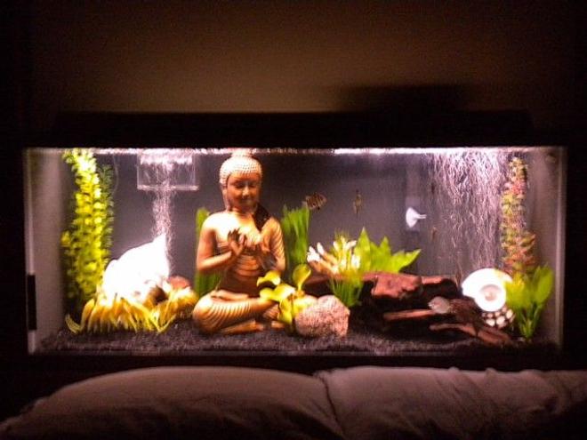 75 gallons freshwater fish tank (mostly fish and non-living decorations) - My 75 gallon brackish water tank.
