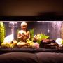 75 gallons freshwater fish tank (mostly fish and non-living decorations) - My 75 gallon brackish water tank.