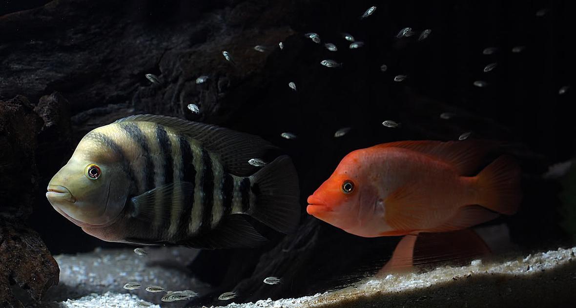 freshwater fish - amphilophus labiatus - red devil - Amarillo and Red Devil guarding fry. This pic made it into the October issue of TFH magazine. :)