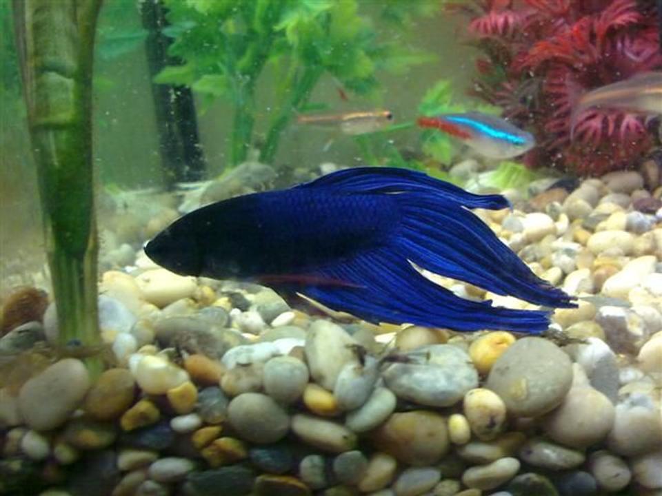 freshwater fish - betta splendens - betta - male stocking in 8 gallons tank - Blue betta