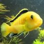 freshwater fish - labidochromis caeruleus - electric yellow cichlid stocking in 75 gallons tank - electric yellow