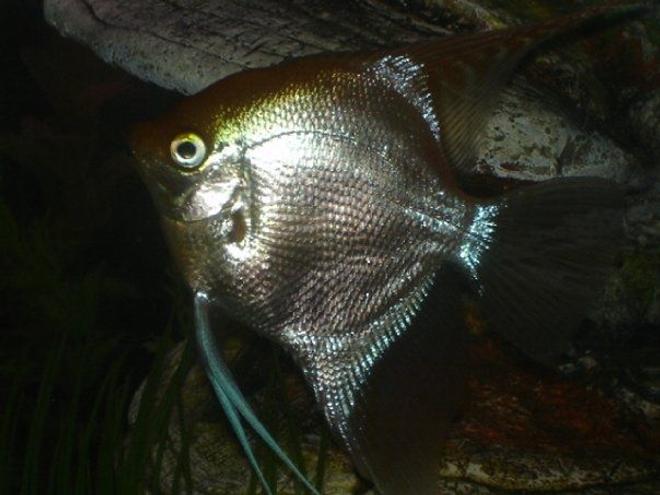 freshwater fish - pterophyllum sp. - gold veil angel stocking in 75 gallons tank - Angelfish