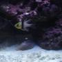 saltwater fish - sphaeramia nematoptera - spotted cardinalfish stocking in 75 gallons tank - Pajama Cardinalfish