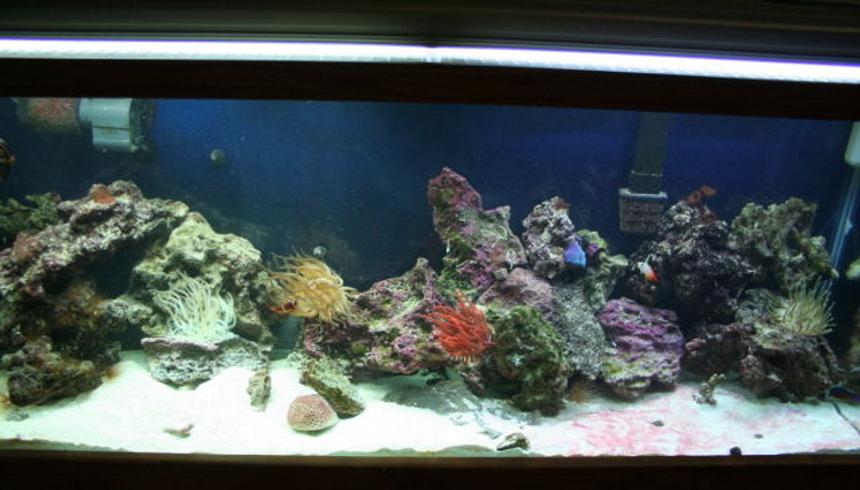 Rated #132: 55 Gallons Reef Tank - My first salt tank