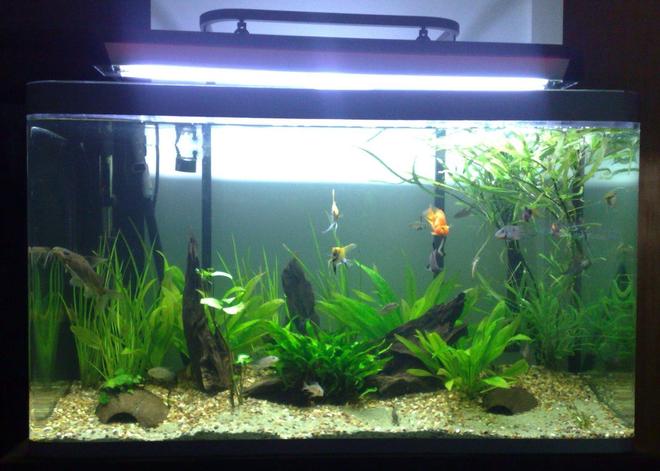 360 gallons planted tank (mostly live plants and fish) - Work in progress.
I have gone for a lake/amazon look.

Osaka 90 Litre.