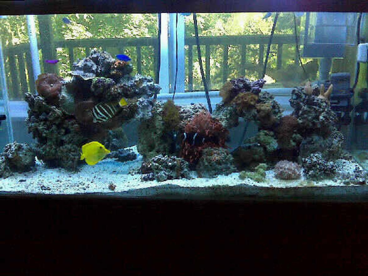 80 gallons reef tank (mostly live coral and fish) - 80 Gallon tank: 55 gallon sump with refugium (2) 400 watt Metal Halide (2) Atinic t5 Protein Skimmer (2) Phosban Reactor 150 100+ pounds of live rock Fish: (1) Sailfin Tang (1) Yellow Tang (1) Maroon Clown (1) Fridmani (1) Snowflake Eel (1) Blue Damsel (5) Green Chromis Lots of Crabs and Snails!!! Corals: Rose Bulb Anemone Long tentacle tip rose Anemone Elegance Coral Mushroom Coral - Bullseye Mushroom Coral - Frilly Green Mushroom Coral - Fuzzy Grass Mushroom Coral - Green Hairy Mushroom Coral - Green Rhodactis Mushroom Coral - Blue Mushroom Coral - Blue Spotted Mushroom Coral - Blue Stripe Mushroom Coral - Striped Green Metallic Leather - Finger Green Star Polyp Xenia - Blue Anthelia Yellow Polyps Zoos - Brown Zoos - Green Center Button Polyps Zoos - Orange Zoos - Orange Rim Tube Coral, Orange Birdsnest Coral - Pink Horn Coral, Fluorescent Cup Coral, Turbinaria Montipora Coral, Encrusting, Green Tooth Coral