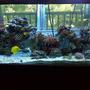 80 gallons reef tank (mostly live coral and fish) - 80 Gallon tank: 55 gallon sump with refugium (2) 400 watt Metal Halide (2) Atinic t5 Protein Skimmer (2) Phosban Reactor 150 100+ pounds of live rock Fish: (1) Sailfin Tang (1) Yellow Tang (1) Maroon Clown (1) Fridmani (1) Snowflake Eel (1) Blue Damsel (5) Green Chromis Lots of Crabs and Snails!!! Corals: Rose Bulb Anemone Long tentacle tip rose Anemone Elegance Coral Mushroom Coral - Bullseye Mushroom Coral - Frilly Green Mushroom Coral - Fuzzy Grass Mushroom Coral - Green Hairy Mushroom Coral - Green Rhodactis Mushroom Coral - Blue Mushroom Coral - Blue Spotted Mushroom Coral - Blue Stripe Mushroom Coral - Striped Green Metallic Leather - Finger Green Star Polyp Xenia - Blue Anthelia Yellow Polyps Zoos - Brown Zoos - Green Center Button Polyps Zoos - Orange Zoos - Orange Rim Tube Coral, Orange Birdsnest Coral - Pink Horn Coral, Fluorescent Cup Coral, Turbinaria Montipora Coral, Encrusting, Green Tooth Coral