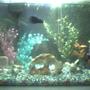 35 gallons freshwater fish tank (mostly fish and non-living decorations) - my fish tank