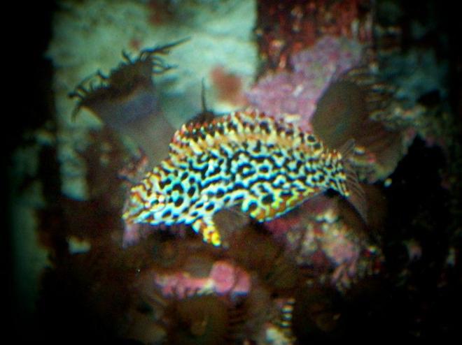 saltwater fish - macropharyngodon meleagris - leopard wrasse stocking in 90 gallons tank - nice lepord wrasse