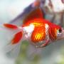 freshwater fish - carassius auratus - red & white ryukin goldfish stocking in 72 gallons tank - red ryukin