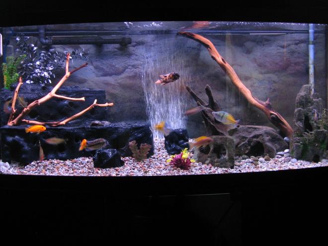72 gallons freshwater fish tank (mostly fish and non-living decorations) - 72 Bow Front Tank Redone August 30-09